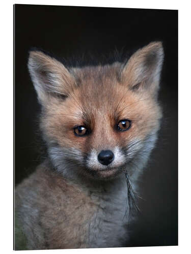 Quadro em plexi-alumínio Fox Cub Portrait