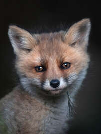 Magnettafel Fuchsjunges Porträt