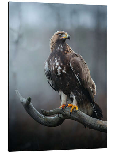 Alumiinitaulu Golden Eagle