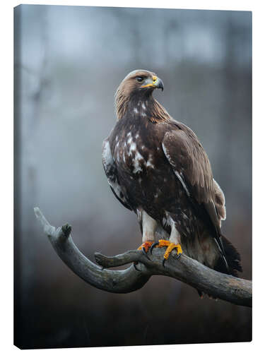 Canvas print Golden Eagle