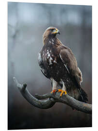 Foam board print Golden Eagle