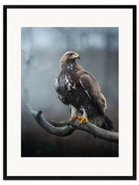 Framed art print Golden Eagle