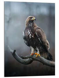 Tableau en plexi-alu Golden Eagle