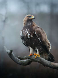 Magnettafel Steinadler