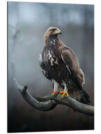 Magnettafel Steinadler