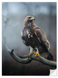 Naklejka na ścianę Golden Eagle