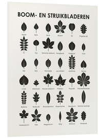 Foam board print Leaves of Trees and Shrubs (Dutch)