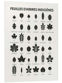 Foam board print Leaves of Native Trees (and Shrubs; French)