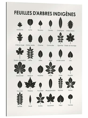 Gallery print Leaves of Native Trees (and Shrubs; French)