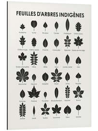Magnettafel Blätter heimischer Bäume (und Sträucher; französisch)