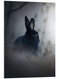 Acrylglasbild Kaninchen im Morgennebel - articstudios