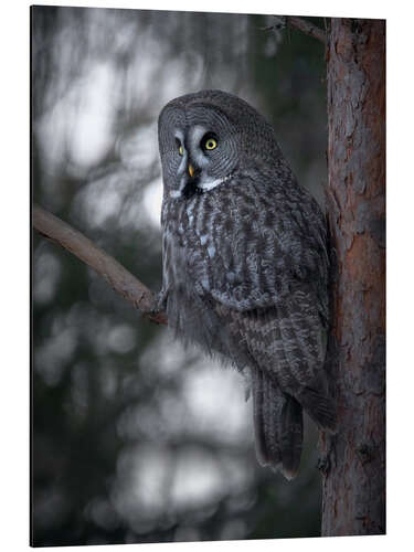 Aluminium print Great Grey Owl