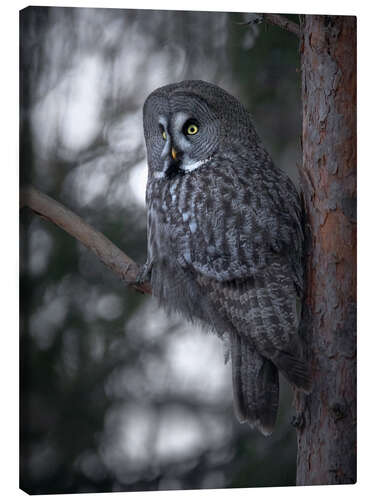 Canvas print Great Grey Owl