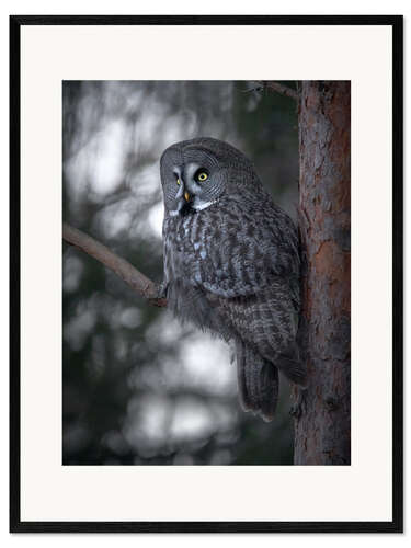 Innrammet kunsttrykk Great Grey Owl
