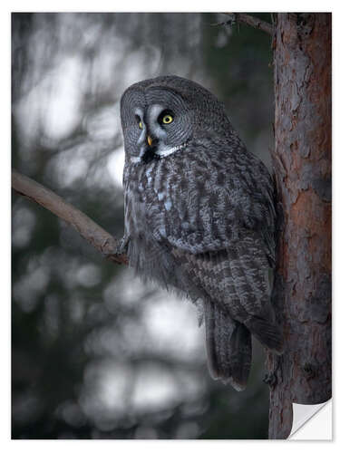 Autocolante decorativo Great Grey Owl