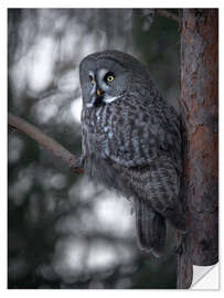 Naklejka na ścianę Great Grey Owl