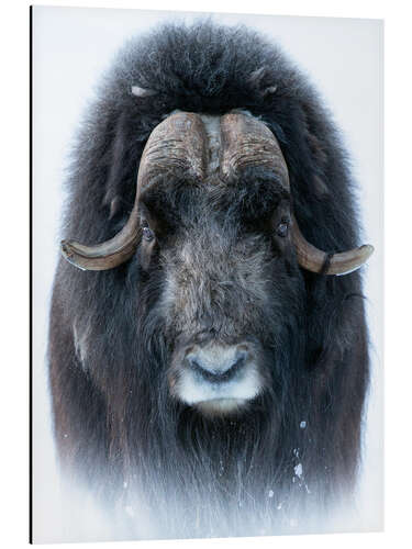 Aluminium print Musk Ox in Portrait