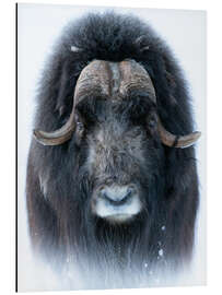 Tableau en aluminium Musk Ox in Portrait