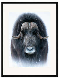 Gerahmter Kunstdruck Moschusochse im Porträt