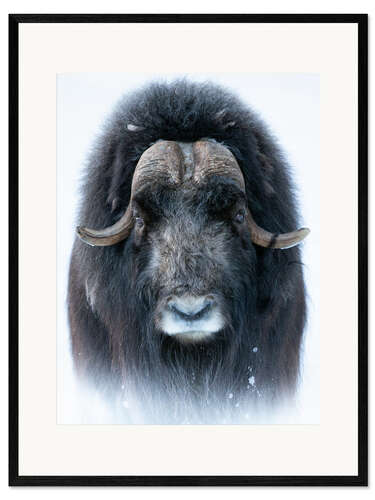 Framed art print Musk Ox in Portrait