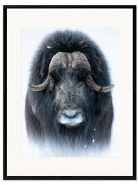 Framed art print Musk Ox in Portrait