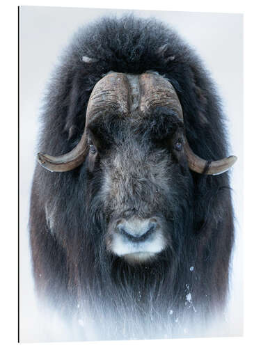 Galleritryck Musk Ox in Portrait