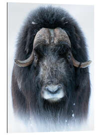 Tableau en plexi-alu Musk Ox in Portrait