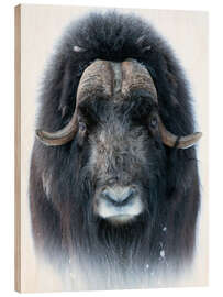 Wood print Musk Ox in Portrait