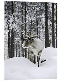 Acrylglasbild  Rentier im schneebedeckten Wald - articstudios
