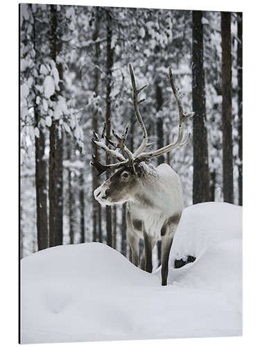 Tableau en aluminium Reindeer in the Snowy Forest