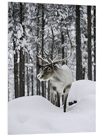 Foam board print Reindeer in the Snowy Forest