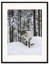 Gerahmter Kunstdruck Rentier im schneebedeckten Wald