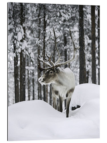 Quadro em plexi-alumínio Reindeer in the Snowy Forest