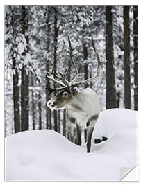 Naklejka na ścianę Reindeer in the Snowy Forest