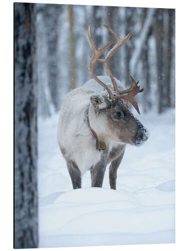 Alumiinitaulu Reindeer in Winter Wonderland