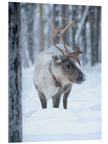 Foam board print Reindeer in Winter Wonderland