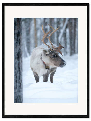 Impresión de arte enmarcada Reindeer in Winter Wonderland