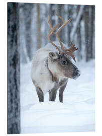 Quadro em plexi-alumínio Reindeer in Winter Wonderland