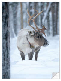 Naklejka na ścianę Reindeer in Winter Wonderland