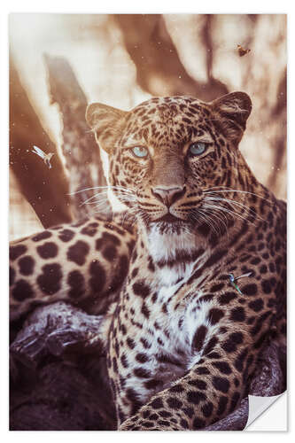 Sisustustarra Leopard surrounded by beautiful hummingbirds