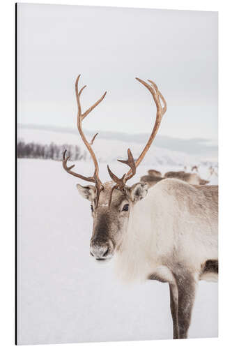 Aluminium print Reindeer in Norway