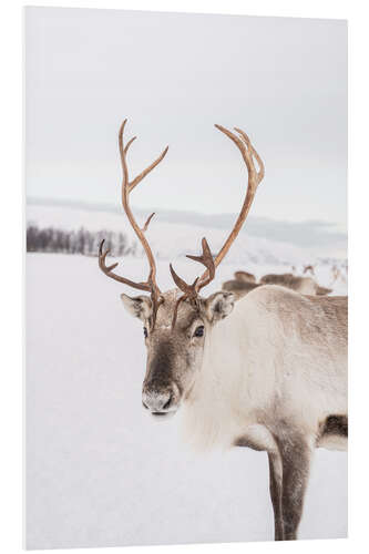 Foam board print Reindeer in Norway