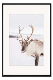 Gerahmter Kunstdruck Rentiere in Norwegen