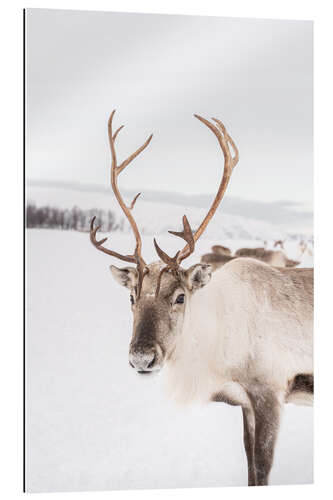 Gallery print Reindeer in Norway