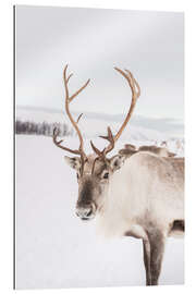 Galleriprint Reindeer in Norway