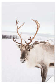 Naklejka na ścianę Reindeer in Norway