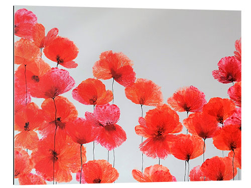 Gallery print Vermilion Composition - Red Wildflowers