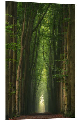 Acrylic print Foggy beech alley in a Dutch forest