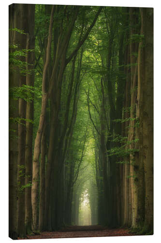 Canvas print Foggy beech alley in a Dutch forest