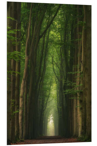 Tableau en PVC Foggy beech alley in a Dutch forest